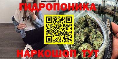 шишки Бийск
